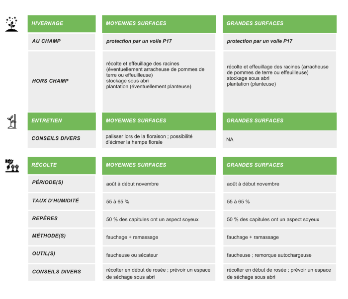 itineraire-technique-chicoree-amere-semences