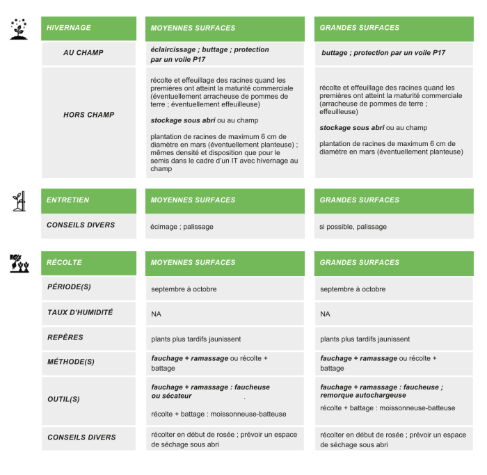 itineraire-technique-production-semences-betterave