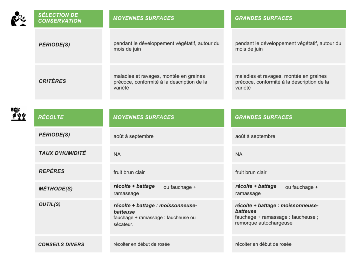 production-semences-coriandre-itineraire-technique
