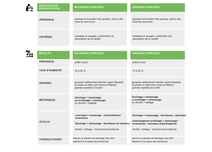 production-semences-feve-des-marais