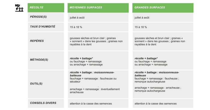 production-semences-pois