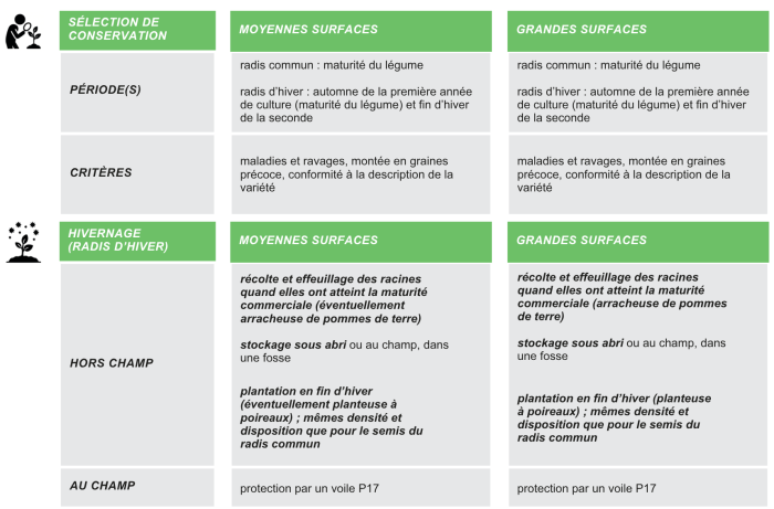 production-semences-radis