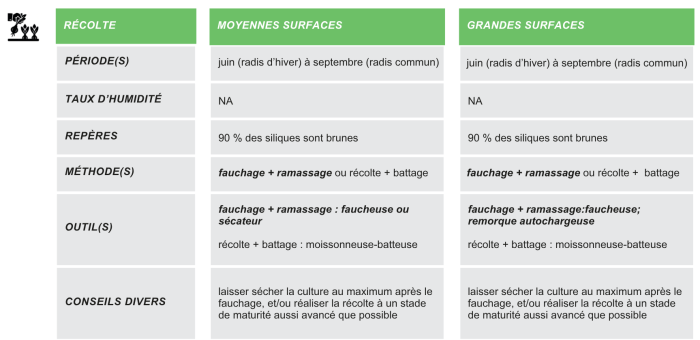 production-semences-radis